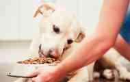 Paws jsou license: 5 lahůdky, od kterého bude váš pes potěšen
